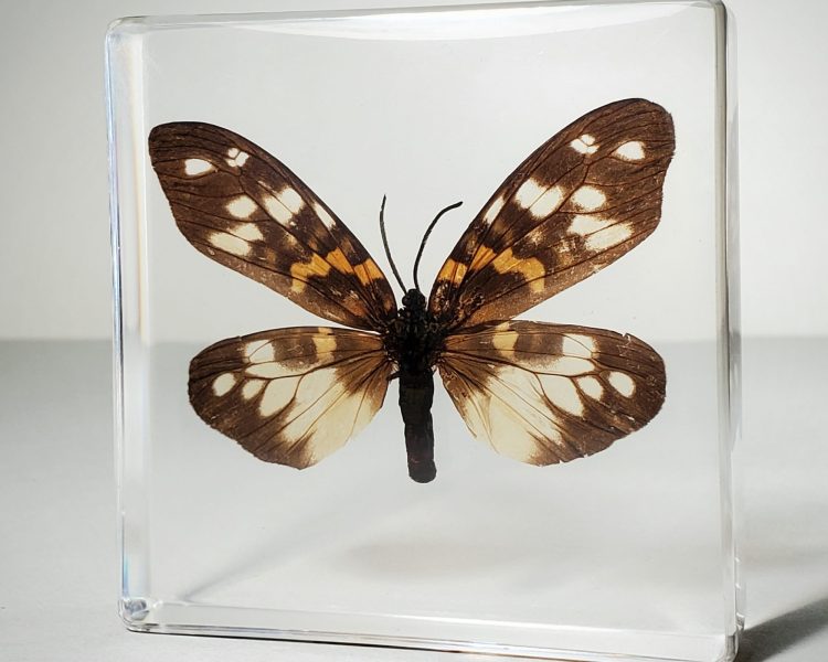 Real moth in resin, Burnet Moth, Wholesale insects