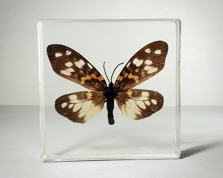Real moth in resin, Burnet Moth, Wholesale insects