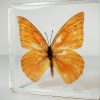 Orange Albatross Butterfly, Wholesale Butterflies, Wholesale Insects In Resin