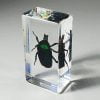 Blue Rose Chafer in Resin, Wholesale Insects in Resin