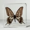 Asian Swallowtail butterfly in resin, wholesale resin specimens
