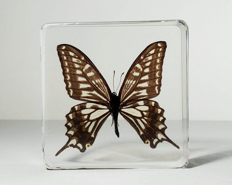 Asian Swallowtail butterfly in resin, wholesale resin specimens