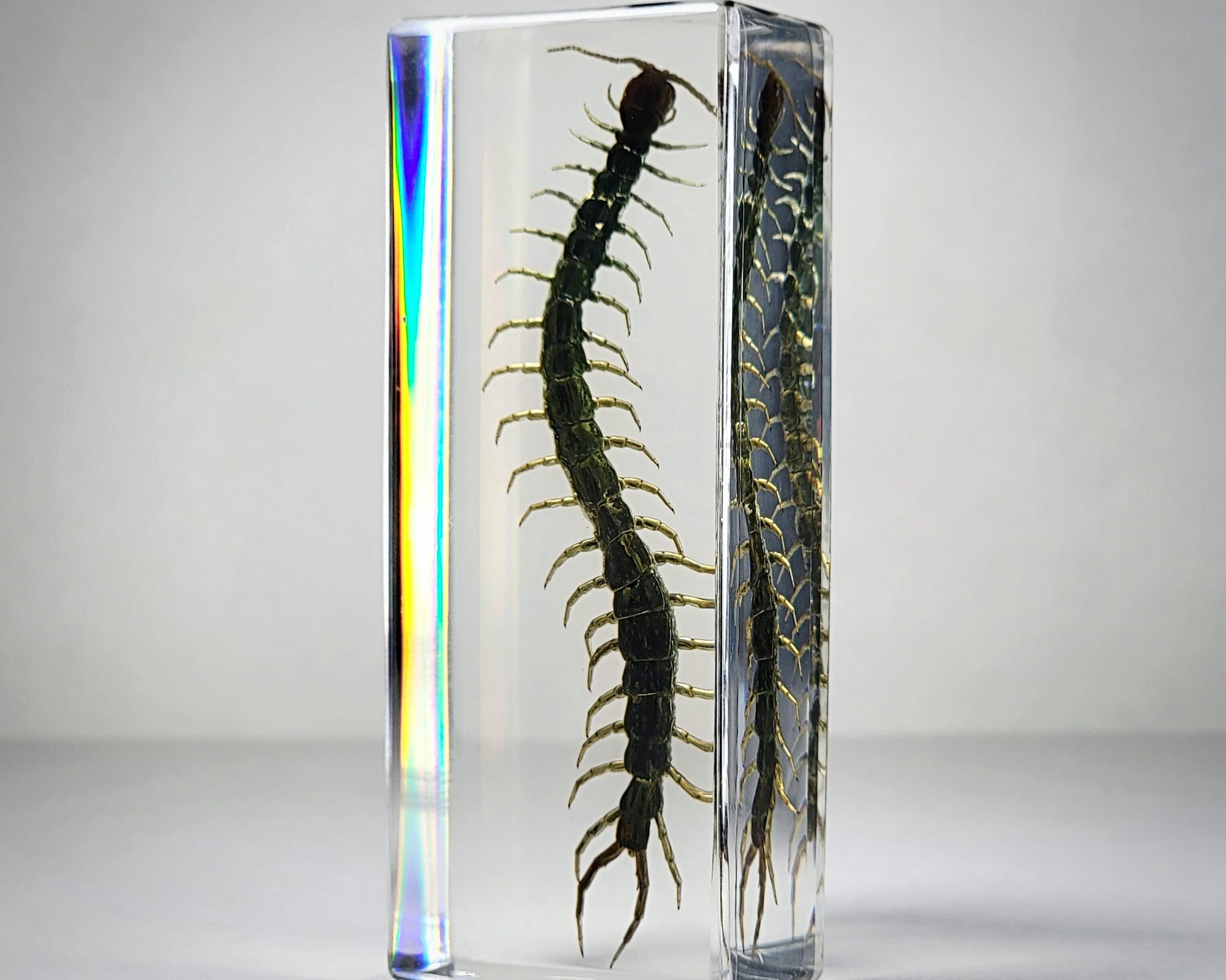 Centipede in resin, wholesale oddities
