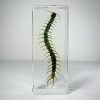 Centipede in resin, wholesale oddities