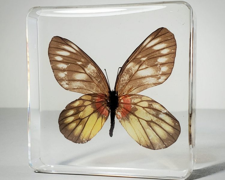 Real butterfly in resin, redbreast jezebel, wholesale insects in resin