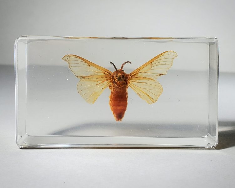 real silkworm moth in resin, moth display