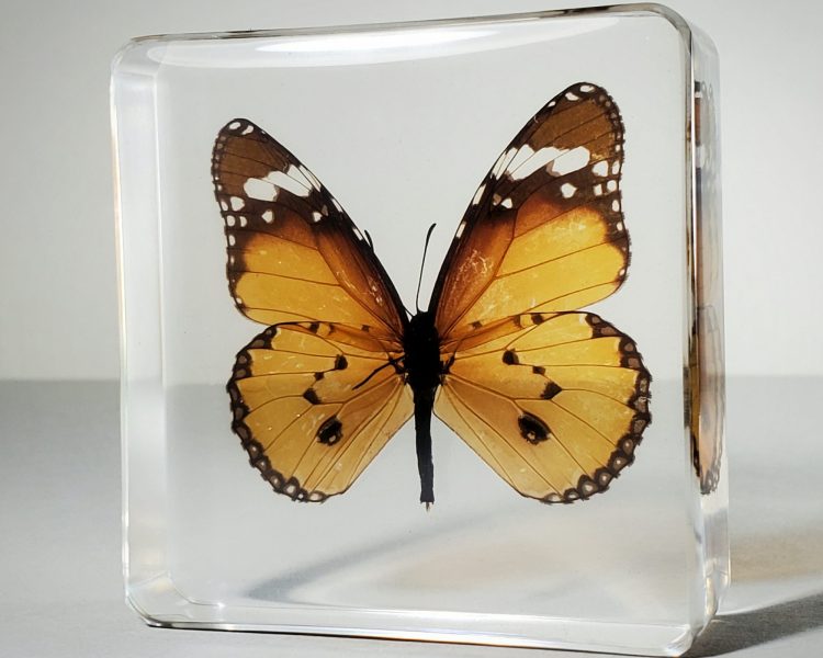 Tiger Butterfly In Resin, Wholesale Butterflies in Resin