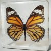 Tiger Butterfly In Resin, Wholesale Butterflies in Resin