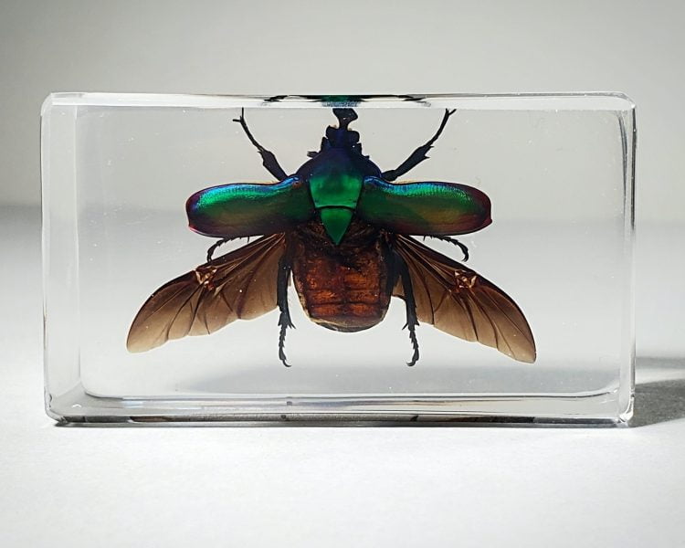Blue Rose Chafer in Resin, Wholesale Insects in Resin