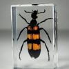 Blister Beetle In Resin, Insects In Resin