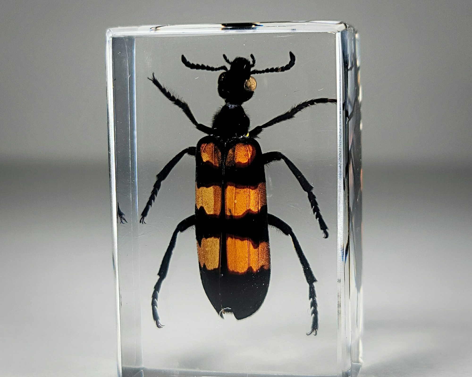 Blister Beetle In Resin, Insects In Resin