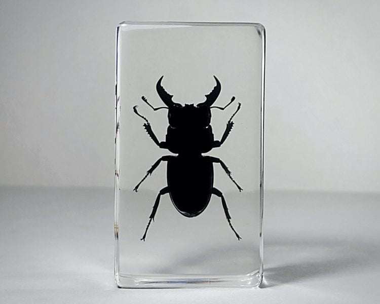 Stag Beetle In Resin, Dorcus Titanus