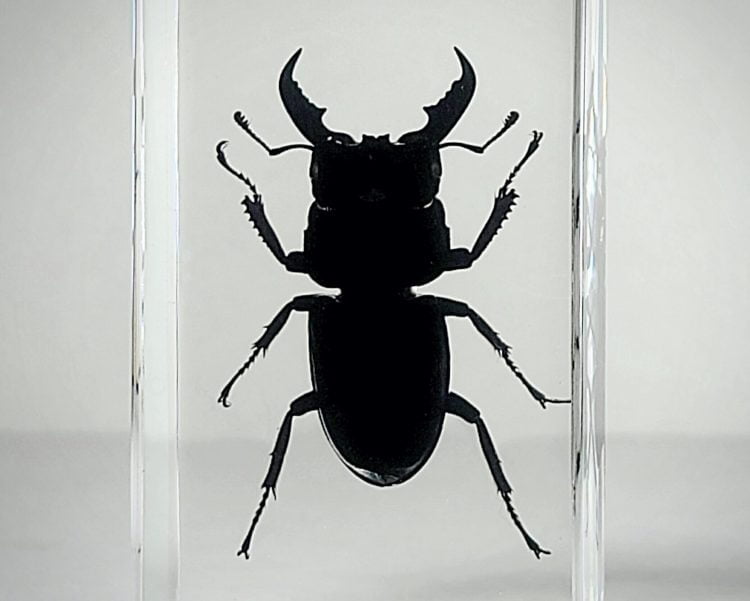 Stag Beetle In Resin, Dorcus Titanus