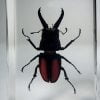 Stag Beetle In Resin, Wholesale Beetles, Spineus