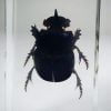 Dung Beetle In Resin, Real Scarab Beetle