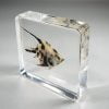 Real Angelfish In Resin, Angel Fish Specimen