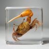 Fiddler Crab In Resin, Real Fidler Crab, Ocean Decor
