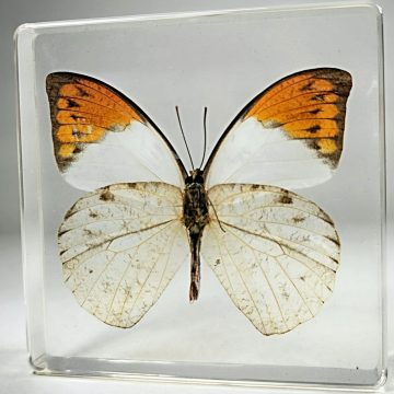 Orange Tip Butterfly In Resin, Butterfly in Lucite