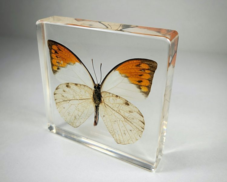 Orange Tip Butterfly In Resin, Butterfly in Lucite