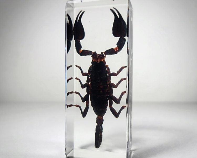 Large Scorpion In Resin, Real Scorpion Specimen