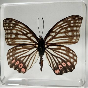 Ring Skirt Butterfly In Resin, Butterflies Wholesale