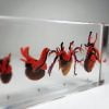 Real Hearts Display, Comparative Hearts, Hearts In Resin