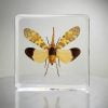 Lanternfly in Resin, Insect Specimens In lucite