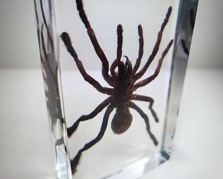 Huge Spider In Resin, Giant Bird Spider Specimen