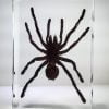 Huge Spider In Resin, Giant Bird Spider Specimen