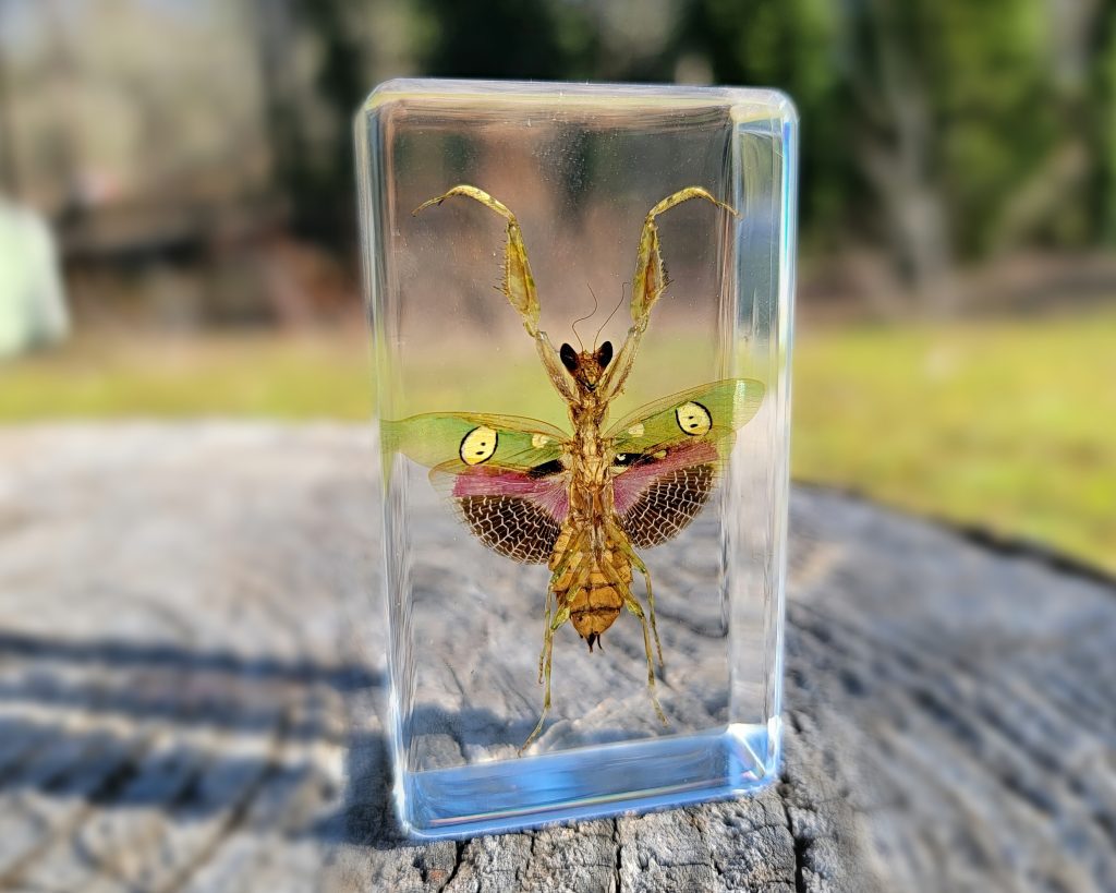 Wholesale Insect Specimens, Insects In resin
