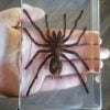Real Spider in Resin, Huge Spider Specimen, Insects In Resin
