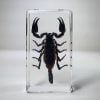 Large Black Scorpion in Resin, Forest Scorpion