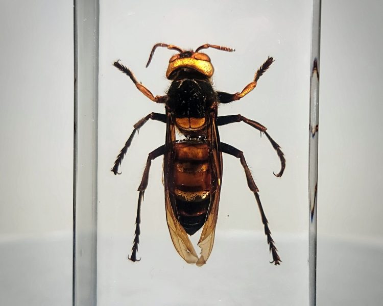 Murder Hornet Specimen in Resin, Giant Asian Hornet
