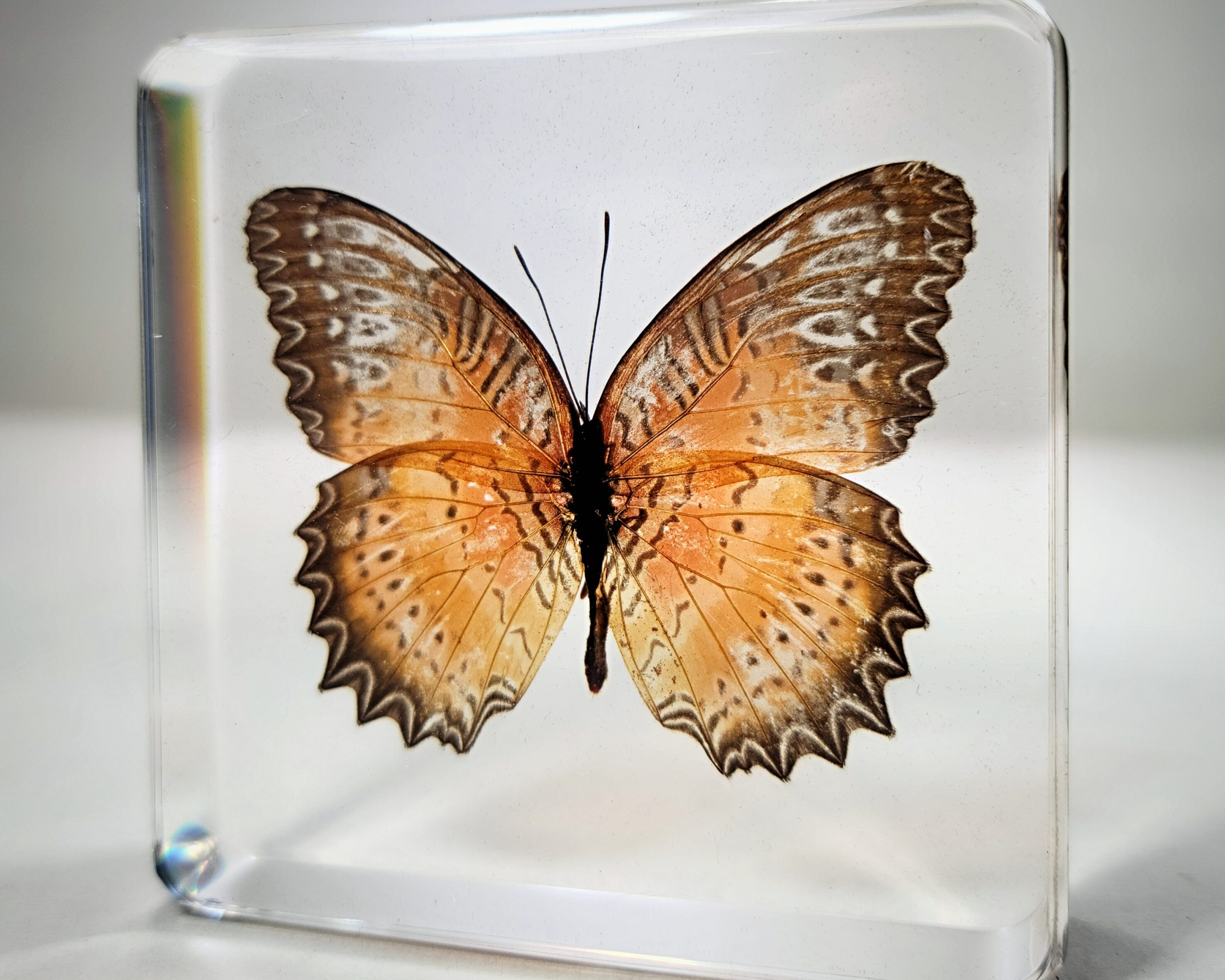 Red Lacewing Butterfly in Resin, Butterfly Specimen, Lace Wing