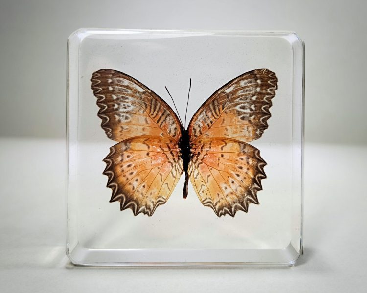 Red Lacewing Butterfly in Resin, Butterfly Specimen, Lace Wing