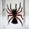 Hourglass Spider, Trap Door Spider in Resin
