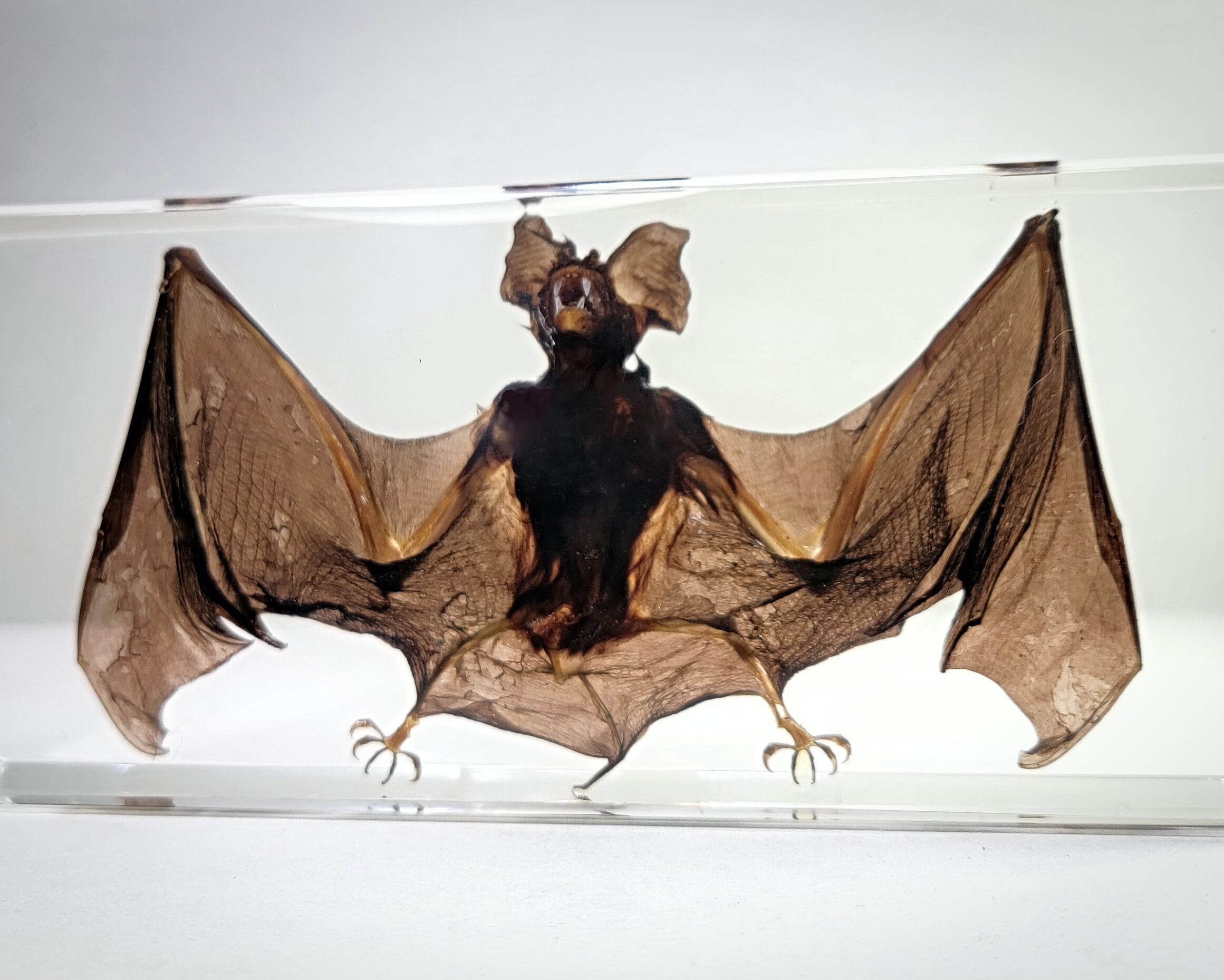 Wholesale Bat, Real Bat In resin Specimen