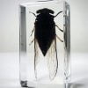 Cicada In Resin, Cicada Lucite Specimen