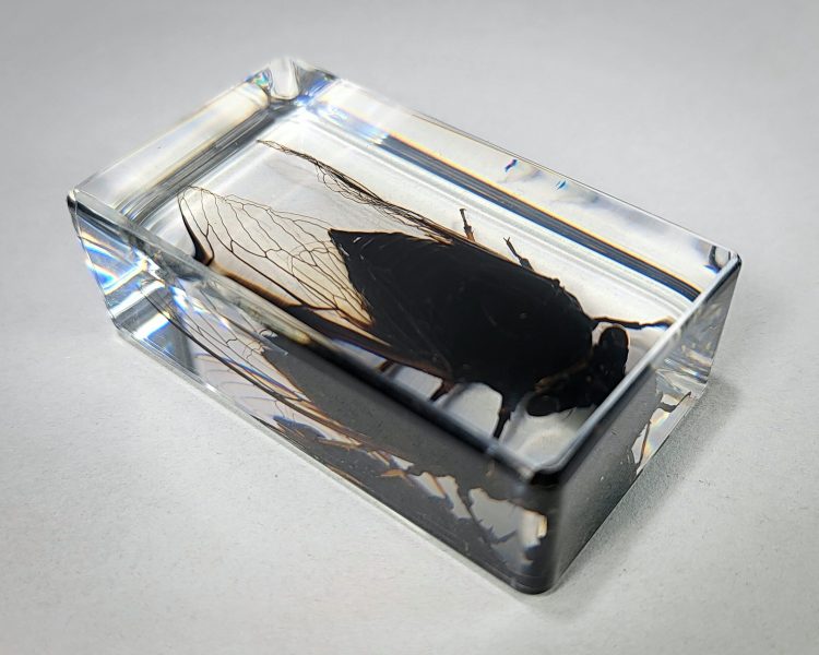 Cicada In Resin, Cicada Lucite Specimen