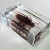 real roach specimen, Cockroach in resin