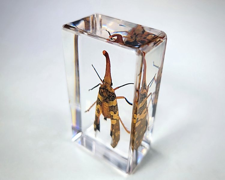 Lanternfly Specimen, Lanternfly in Resin