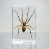 Tiny Spider in Resin, Real Spider