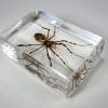 Tiny Spider in Resin, Real Spider, Wasp Spider