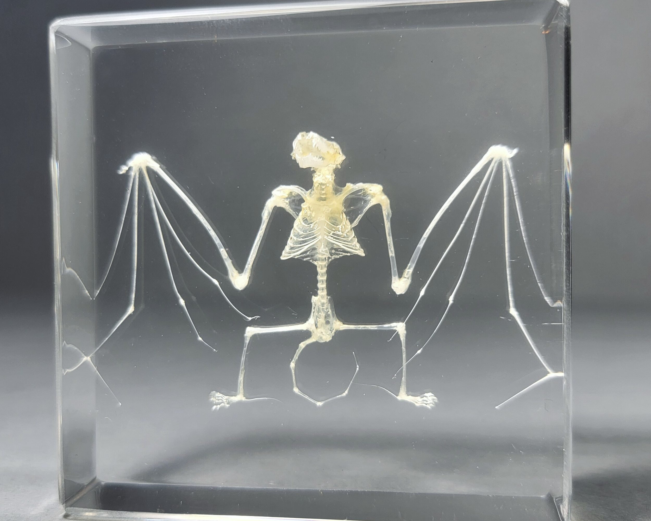 Real Bat Skeleton In Resin, Bat Lucite Specimen
