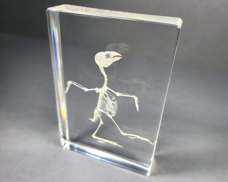 Bird Skeleton In Resin, Bird Skull Lucite