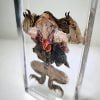 Dissected Toad, Dissected Frog in Resin