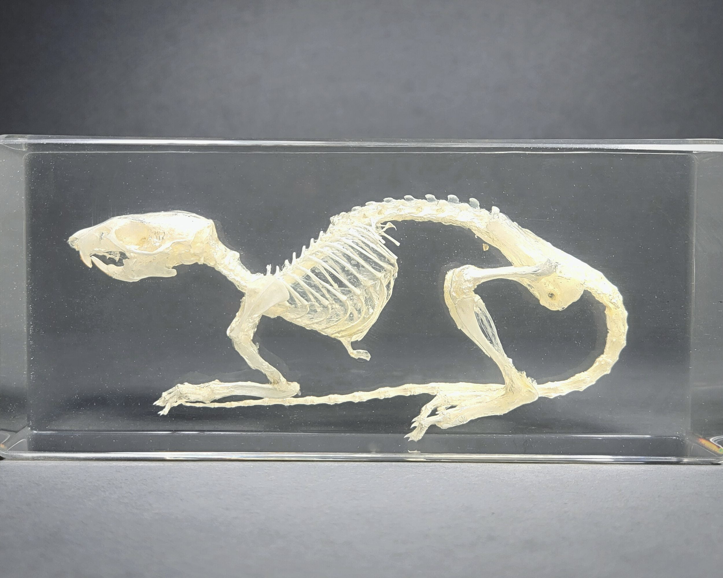 Real Rat Skeleton in Resin, Rat Skull, Preserved Rat Skeleton