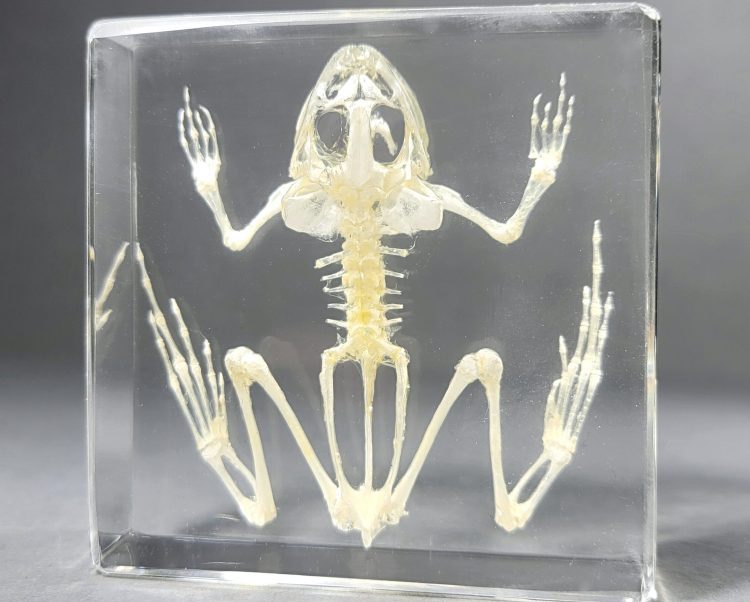 Frog Skeleton In Resin, Lucite Specimen