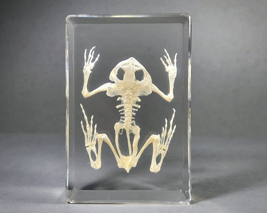 Skeleton Strip Skeletons in Resin - Wholesasle Insects In Resin Available