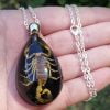 Real Insect Jewelry, Real Scorpion Pendant Necklace